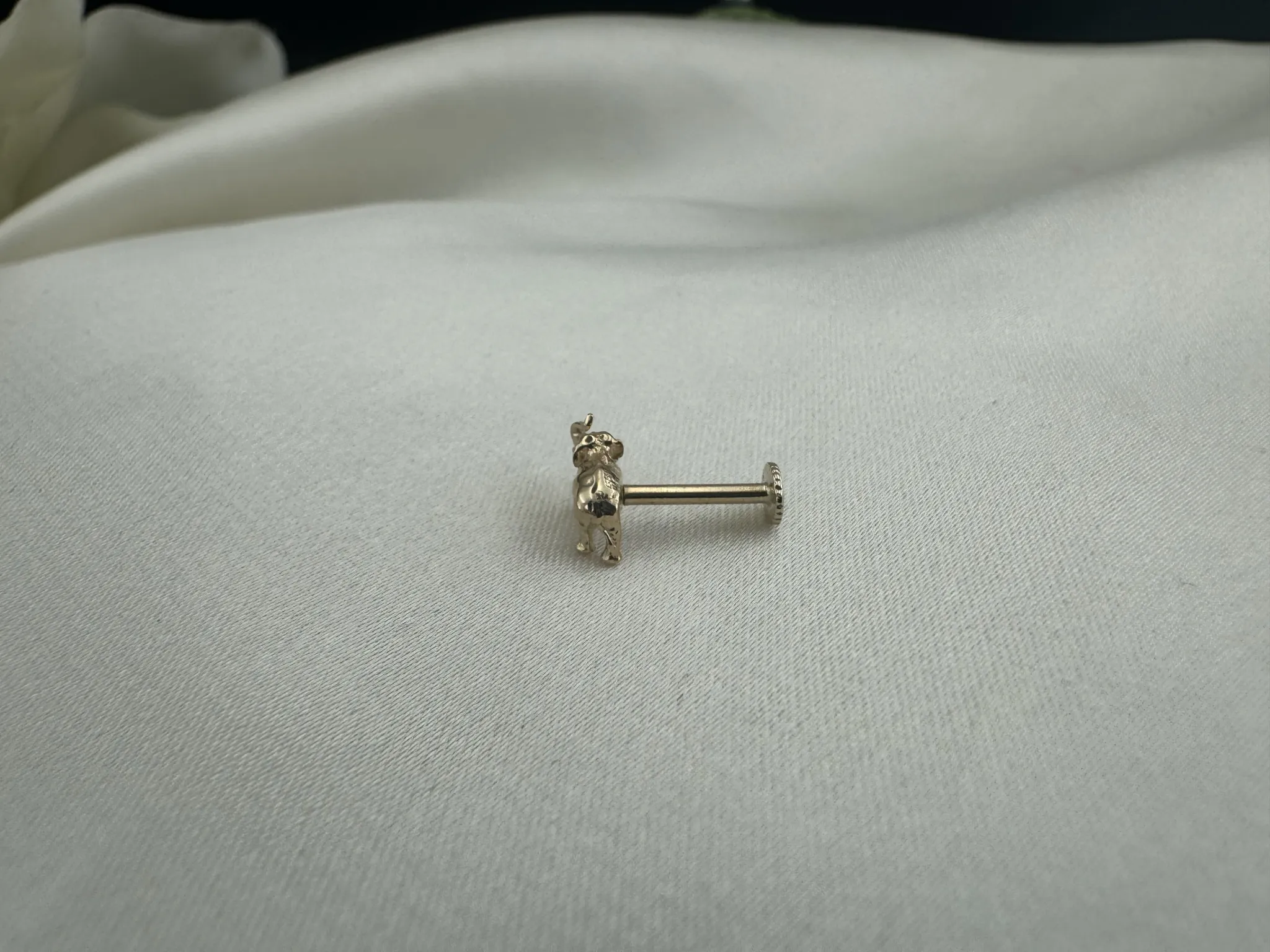 Taşsız Fil Tragus