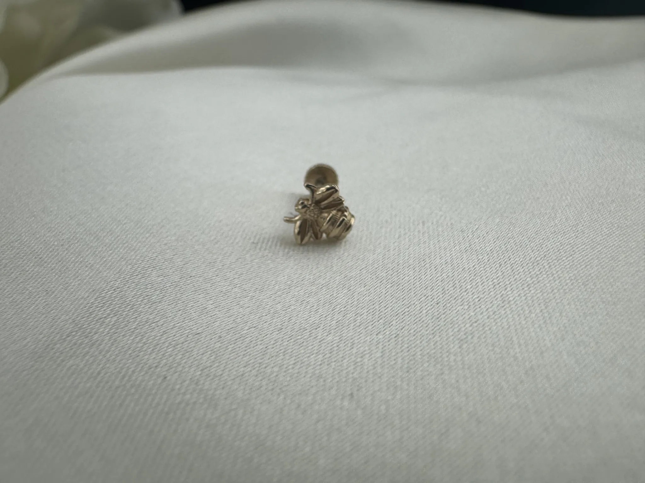 Taşsız Arı Tragus