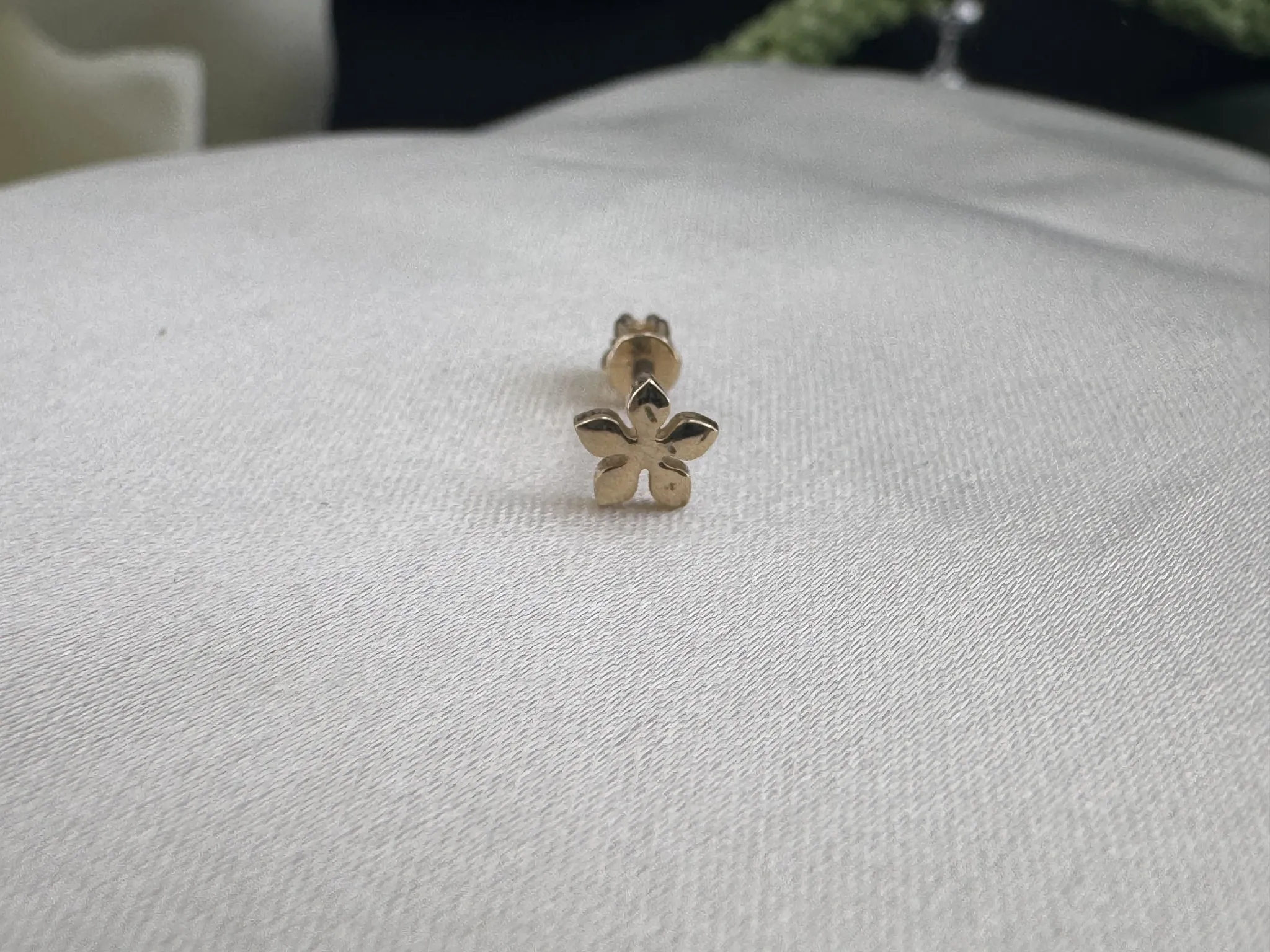 Taşsız Yonca Tragus